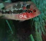 Floweronfish