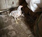 For sale hai 7 months ki pathai hai location Rawalpindi