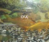 Golden colour fishes