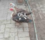 Iranian ducks