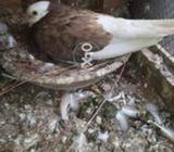 Kalabzi lagny wala berrdr pair