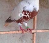 Laal chap chindru patanch male