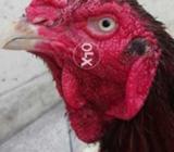 Lakha murgh