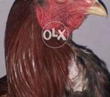 Mianwali murga for sale