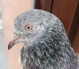 Original Qasoori Male