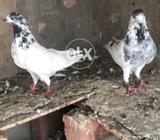 Pure 35 wala pair