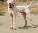 Pure kohati gulter 12 months for sale
