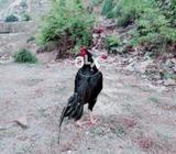 Pureee aseell hzbzbb