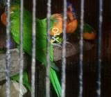 Red coller swinson rainbow chattring blue strir yelow bib