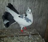 Sabaz laka dobaz male