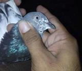 Saleeti or ferozepuri pair