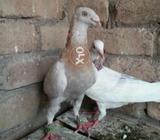 Zaratband downface male