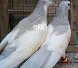 آبیری ملتانی گلدار خال کلارے