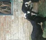 2 bakrota achi nasal ka