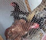 2no murgi andy deti hain