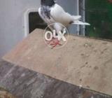 Baydag banki madi hai