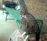 Beautiful sawi pathi