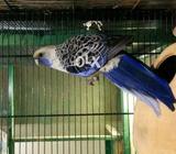 Blue cirmson rozeela