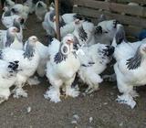 Brama pair available age 7 month