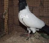 English nun five kali