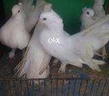 Five hundred per laka