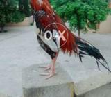 Full white nok lags eyes