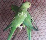 Green Perots pairs