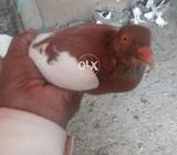 Isrieli khal red full jora mila huwa