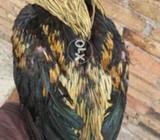 Java nasli murghay mzboot jor dono murghay for sale han