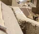 Kabuter lakka ka cross