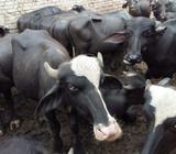 Katta For Sale In Gujjar Khan