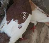 Khal peir madi kalyari