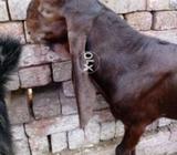 Khibsorat bakra age 5 month