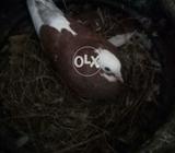 Lal jogia nar or madi