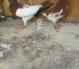 Lal kahl guldar peyar 1 kali bachy