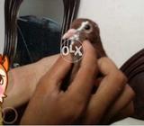 LAl khal ..pair