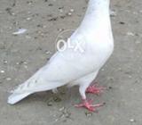 Lal moti wala bcha