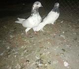 Medical wala pair