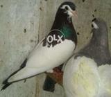 Mokhiya khal nar patha