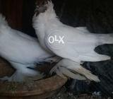 Morehead pair Available