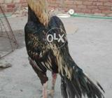 Mushka jawa
