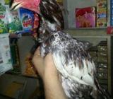 Paver meyawali chena patha for sale good lrta ha chak kr KY ly jaho