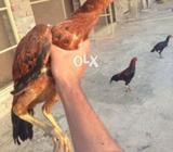 Pelli pathi for Sale