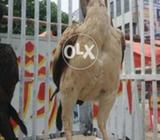 Phatti ha frest time anday da rehe ha