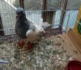 Qasni khal guldar mal