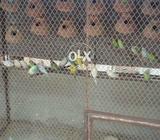 Rad eye.faylow.bajre..mix pair hy