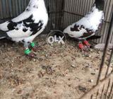 Sabaz kabray pair