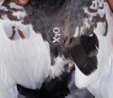 Sabz khal bared ki garnti