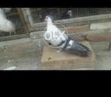 Sabz togha...bhora kalduma