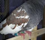 Sabzon m sy khal madi